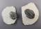 Pair of Fossil Trilobites recovered in Mrakib Taouz, Morocco. Largest slab is 3