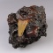 Unique! Fossil Auriculatus Sharks Tooth in Matrix as it was found in the Suwanee River, Florida.