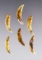 Set of 6 drilled Canine Teeth from the Fox Field Site in Mason Co., Kentucky. The largest is 1 1/2