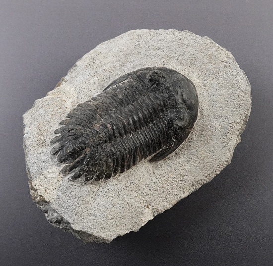 2 1/2" Fossil Trilobite on a 3 3/4" x 3 1/4" slab. Recovered in Mrakib Taouz, Morocco.