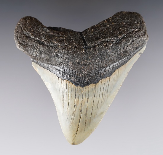 3 5/8" long Fossilized Megalodon Sharks Tooth in very nice overall condition.