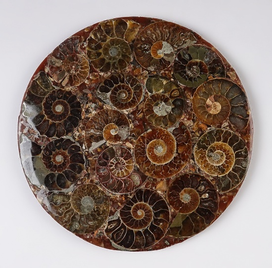 Unique! 4 1/2" diameter Ammonite Fossil Specimen Slab with display stand.