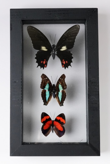 7 3/4" x 4 3/4" framed butterfly set that makes a unique beautiful display.