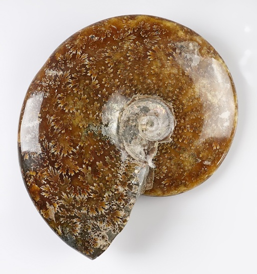 Nicely polished 7 1/8" Ammonite Fossil from Madagascar. Some restoration, great display!