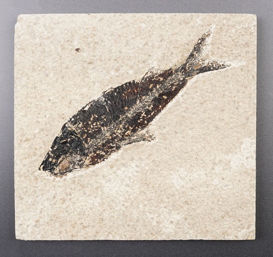 5" x 4 11/16" slab with a nice 4 5/8" long Fossil Fish. From the Kemmerer Basin, Wyoming.