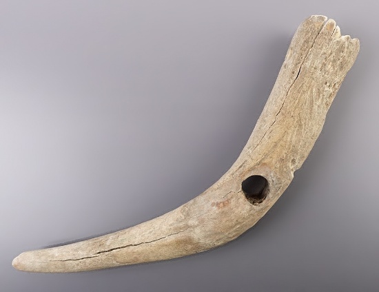 Large and unique 9 3/4" Antler Root Digging Stick Handle. Ex. Carrel Morton. Stermer COA.