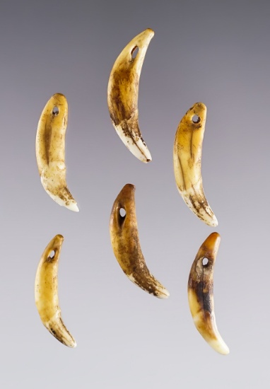 Set of 6 drilled Canine Teeth from the Fox Field Site in Mason Co., Kentucky. The largest is 1 1/2".