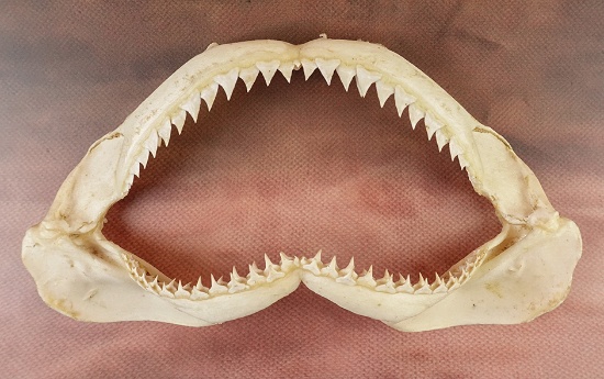 10 3/4" x 5 1/4" sharks jaw that makes a unique display item!