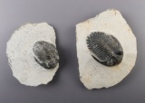 Pair of Fossil Trilobites recovered in Mrakib Taouz, Morocco. Largest slab is 3