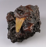 Unique! Fossil Auriculatus Sharks Tooth in Matrix as it was found in the Suwanee River, Florida.