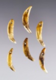 Set of 6 drilled Canine Teeth from the Fox Field Site in Mason Co., Kentucky. The largest is 1 1/2