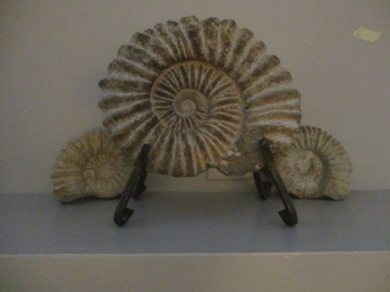 Three  Shell Fossils-One on Stand