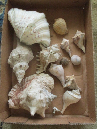 Tray of Seashells