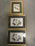 Three Framed Magnolia Prints