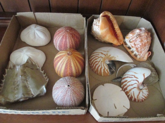 Two Boxes of Shells, Urchins and Horseshoe Crab Shell