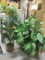 Three Large Artificial Plants