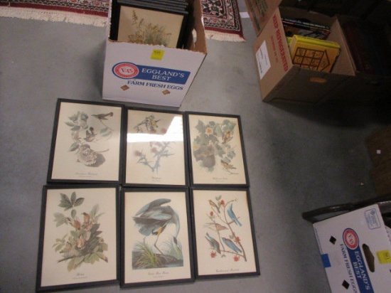 Sixteen Framed Bird Prints