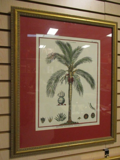 Framed and Matted Palm Tree Print, Histoire Naturelle, Botanique