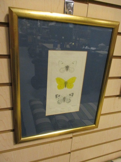 Framed and Matted Butterfly Print