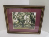 F/M Picture of the Angel Oak Old Charleston Tree
