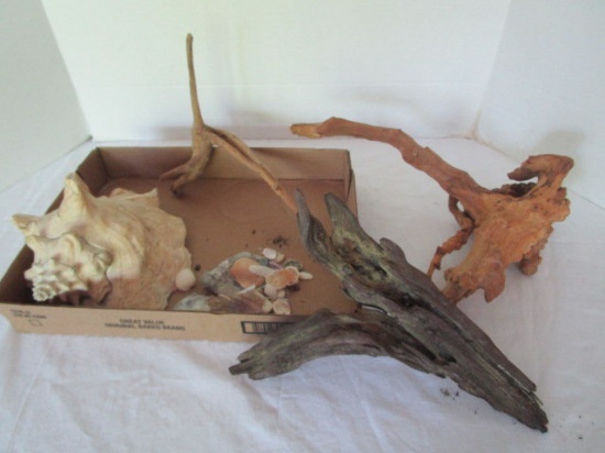 Driftwood and Shells