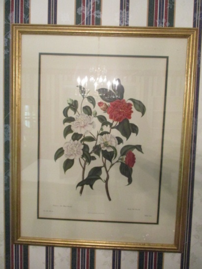 Framed and Matted Botanical Print - Double Red Camellia