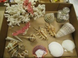 Sea Shells and Coral