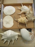 Large Sea Shells, Sand Dollar