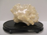 Coral on Black Wooden Base