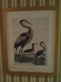 Framed and Matted Ardea Herons Print