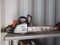 Stihl MS170 Chain Saw