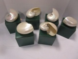 Six Naturium Galleries Nautilus Shells in Boxes