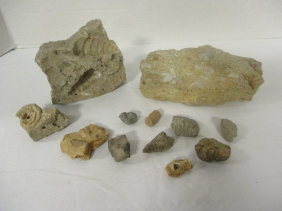 Fossil Rocks and Fossil Pieces