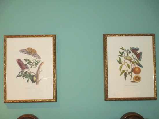 Pair of Framed Botanical Prints