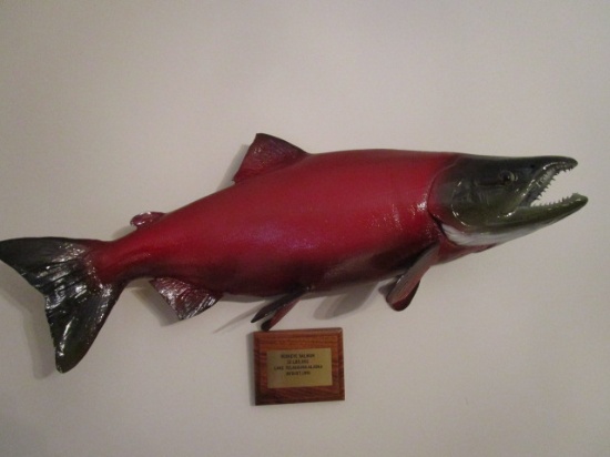 Sockeye Salmon Full Body Taxidermy Mount with Wood Date/Location Plaque