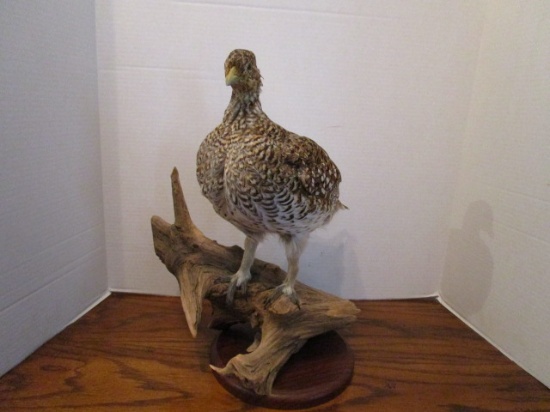 Gray Partridge Full Body on Driftwood/Wood Base Taxidermy Mount