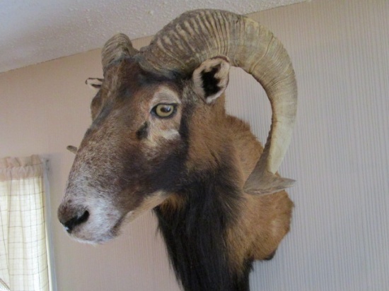 Spanish Goat Wall Taxidermy Shoulder Mount