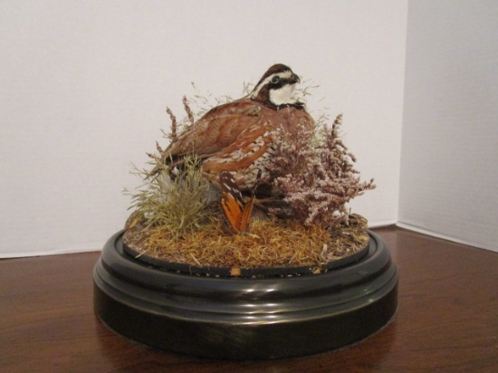 The Wildlife Collection, Inc.  Full Body Quail Mount Taxidermy