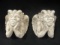 Pair of Plaster  Winged Gargoyle Brackets/Display Shelves