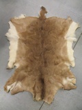 Natural White Tail Deer Hide/Pelt