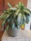 Live Plant in Pottery Planter