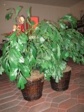 Two Artificial Plants