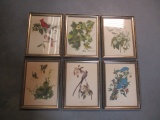 6 Framed Vintage  Bird Prints