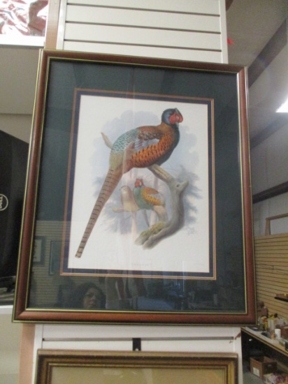 Framed And Matted Pheasant