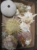 Sea Shells, Sea Urchin, Star Fish, etc.