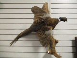 Old Taxidermy Ring Neck Pheasant Mount