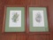 Pair of Framed and Matted Botanical Prints by Anne Ophelia Dowden