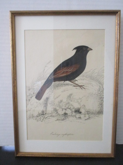 Framed/Matted Hand Painted "Emberiza Erythropterus" Zoological Lithograph