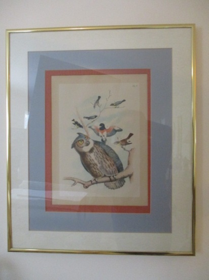 Framed and Matted Owl Audubon Style Lithograph Print
