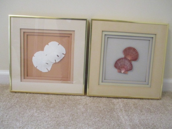Two Framed and Matted Mounted Scallop Shells and Sand Dollars